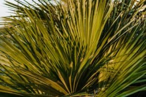 nutritional supplements -Saw Palmetto