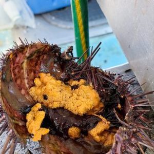 sea urchin roe as a source of zinc